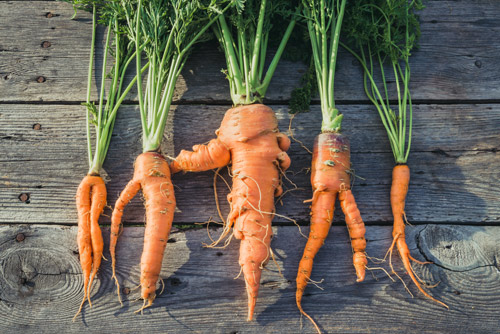 CarrotsUglyVegetablesFoodFoodwaste.jpg